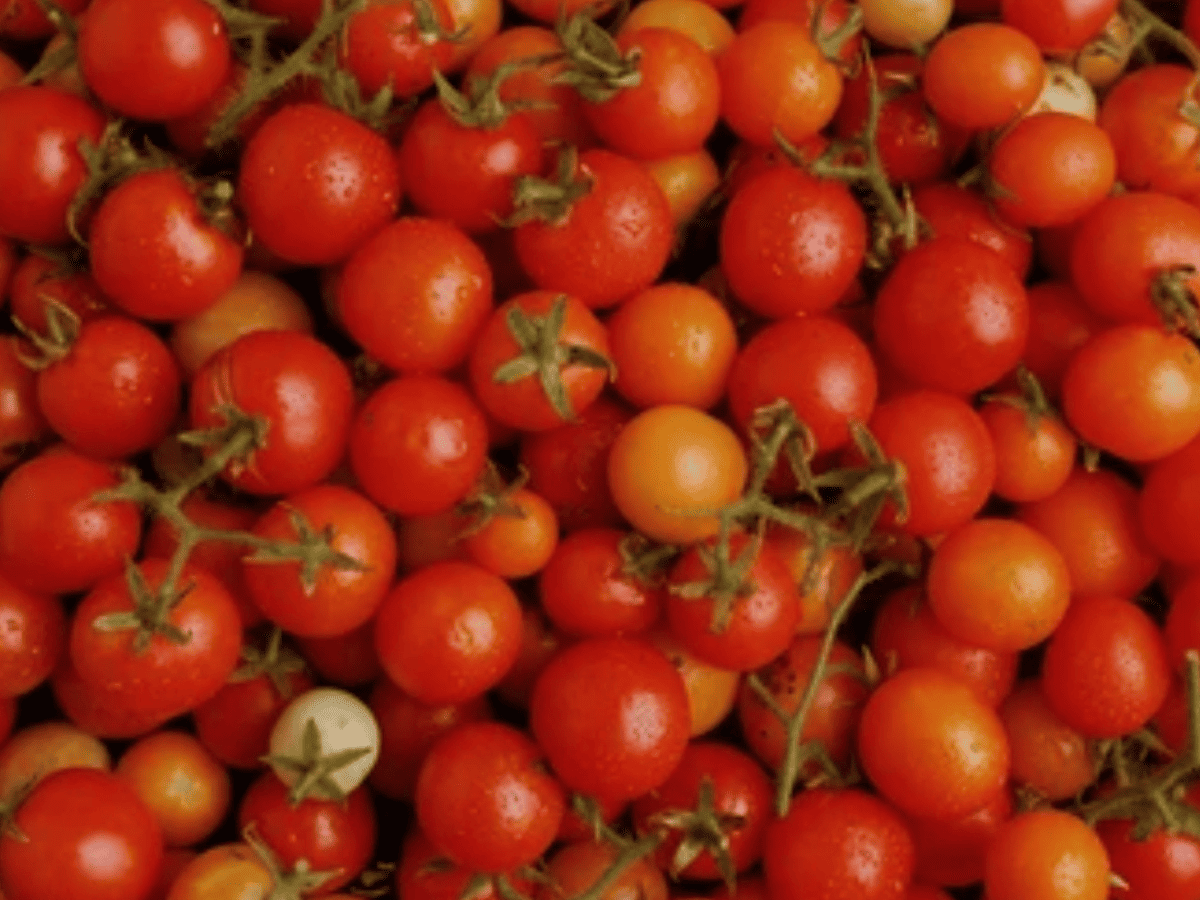 Reabertura histórica - Fábrica de tomate do Namibe reativa sonhos, empregos e desenvolvimento